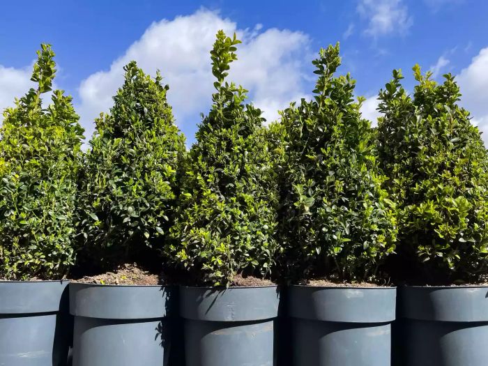Potted trees