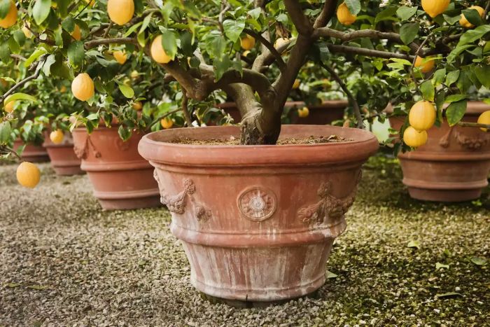potted lemon tree