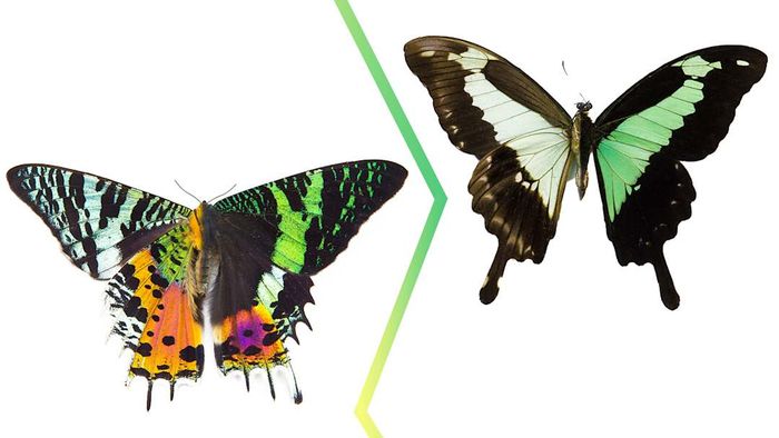 Madagascan sunset moth (left); apple-green swallowtail butterfly (right).