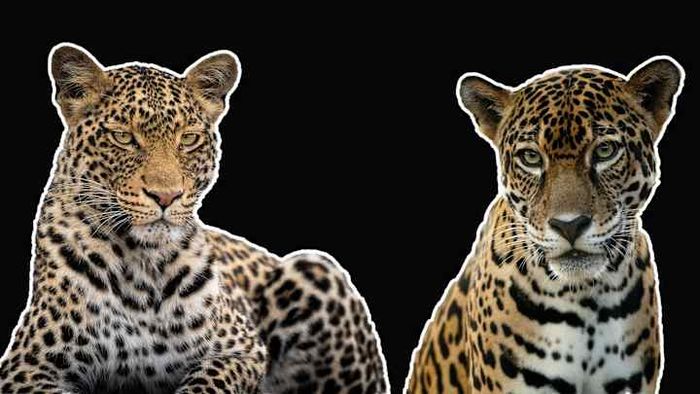 Can you tell the difference between a leopard and a jaguar?