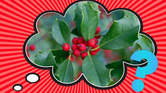 Holly wasn’t always tied to the holiday season.