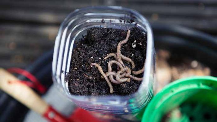 A can of worms, literally speaking.
