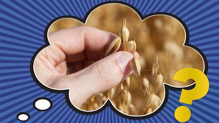 Is the phrase really about feeling oats, or does it carry a different story?