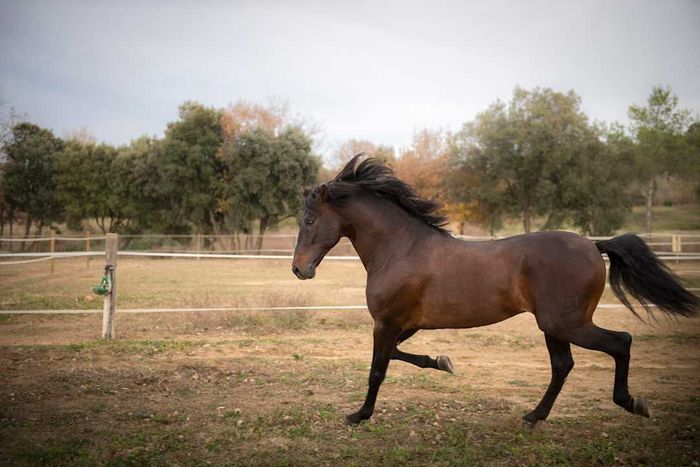 A brown horse sprinting through a corral