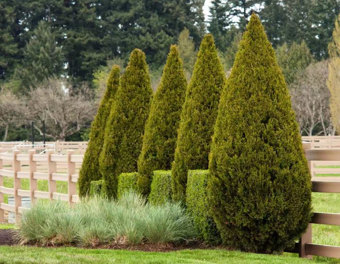 Spartan Juniper, a great plant for enhancing privacy