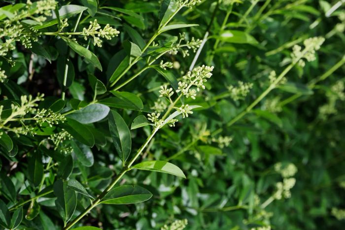 Close-up view of a neatly trimmed privet hedge