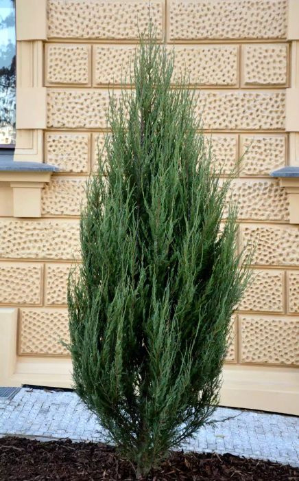 Blue Arrow Juniper shrub