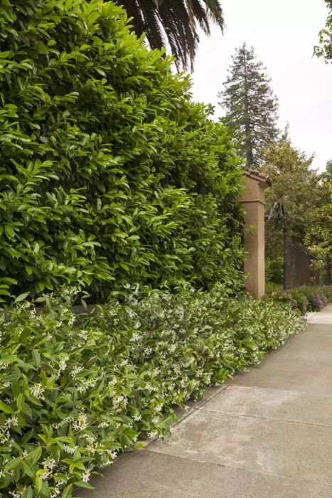 English Laurel, Cherry Laurel, privacy plants