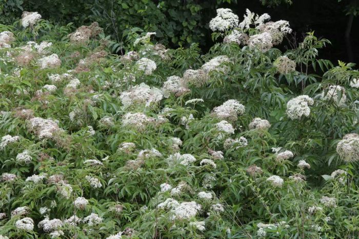 American Elderberry