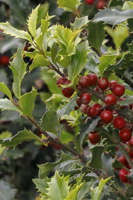 Magical® Amore Holly, privacy plants