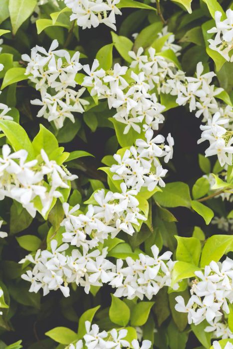 Jasmine vine in full bloom with white flowers