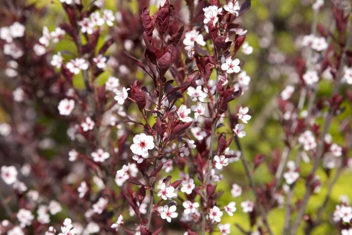 Darkstar Purple Leaf Sand Cherry Plant