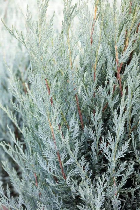 Moonglow Juniper, a privacy-enhancing plant