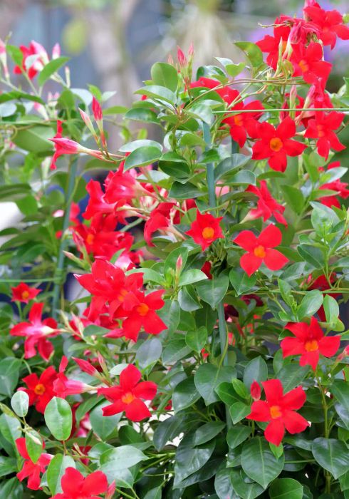 Red vibrant blooms on a vining Mandevilla plant