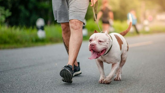 Find Homeowners Insurance That Won't Discriminate Against Your Dog