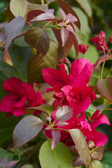Burgundy Queen Bougainvillea Plant