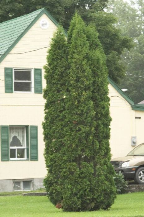 Skybound Arborvitae, an ideal plant for creating privacy