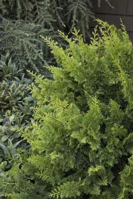 Jade Waves Fernspray False Cypress Plant