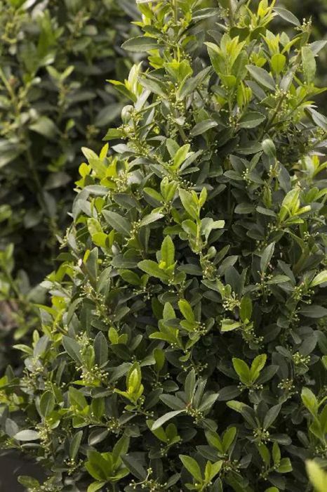 Emerald Colonnade Holly Plant