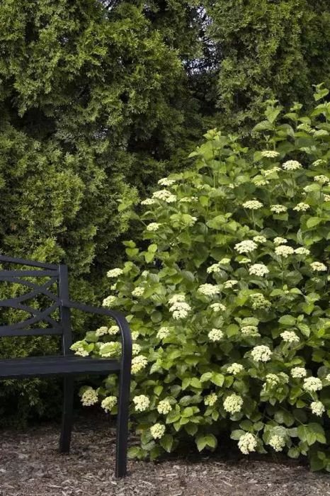 Sparkler Arrowwood Viburnum Plant