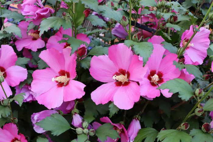 Rose of Sharon flower