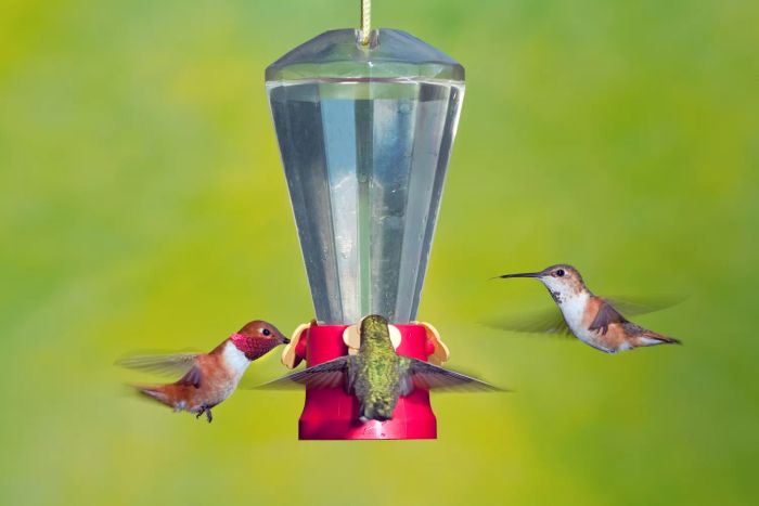 Steps for Cleaning a Hummingbird Feeder