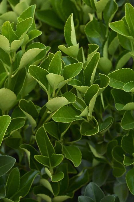 Japanese Euonymus, an ideal plant for creating privacy