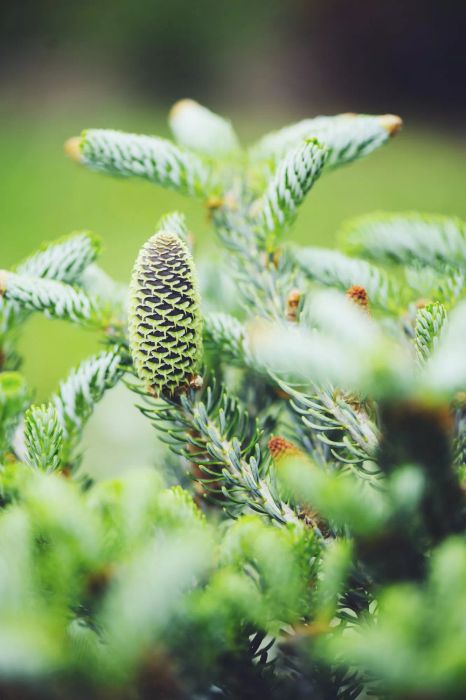 Horstmann's Silberlocke Korean Fir with pinecone