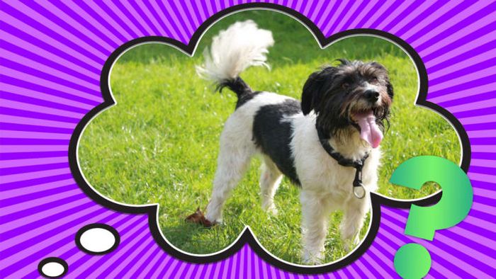 A delighted dog.