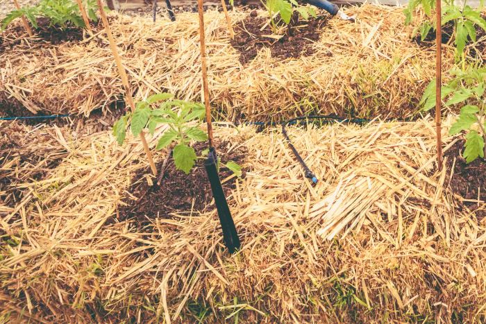 A vegetable garden featuring straw bale gardening in the foreground, with traditional raised beds visible in the background. One raised bed is covered with row cover to protect tender seedlings from frost. Tomato plants thrive as they grow directly from the straw bales they were planted in.