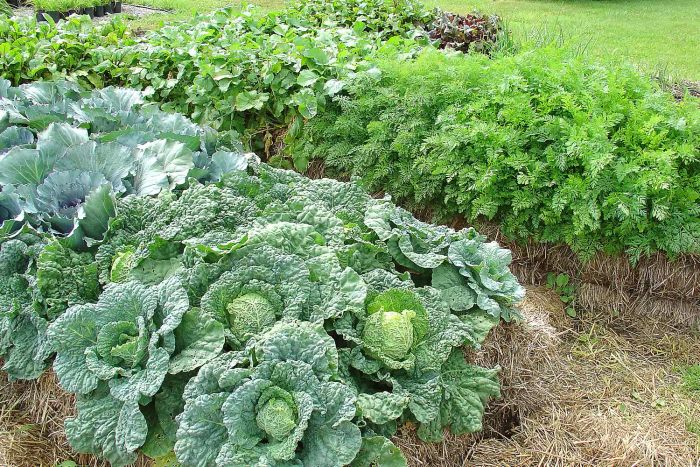 Straw Bale Gardening