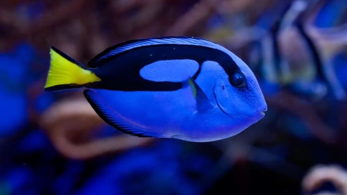 A member of the blue tang family.