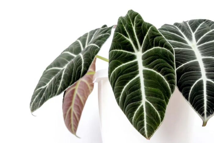 Most Popular House Plants 2022, Potted Black Velvet Alocasia with its veined leaves