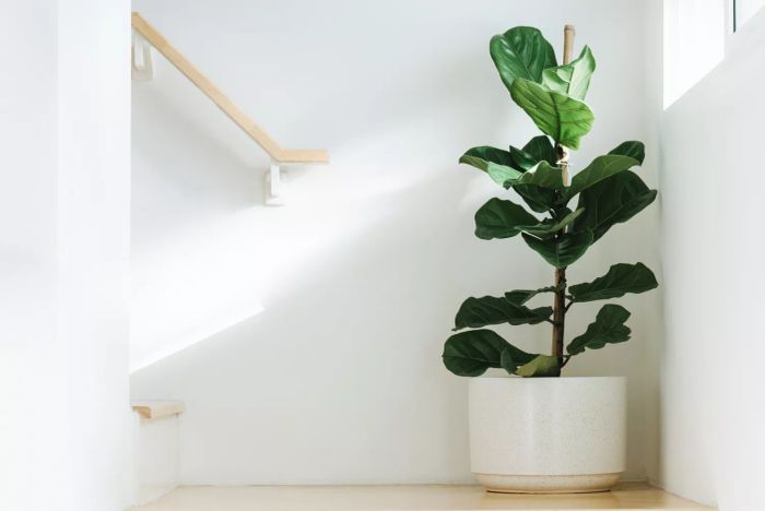fiddle leaf fig