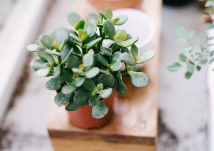 Jade plant