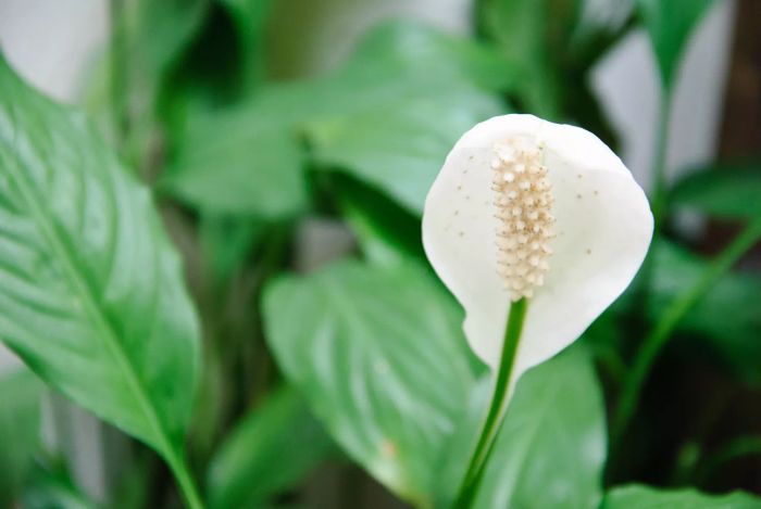 Peace lily