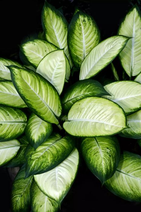 Aglaonema cecilia plant with both light and dark leaves against black background