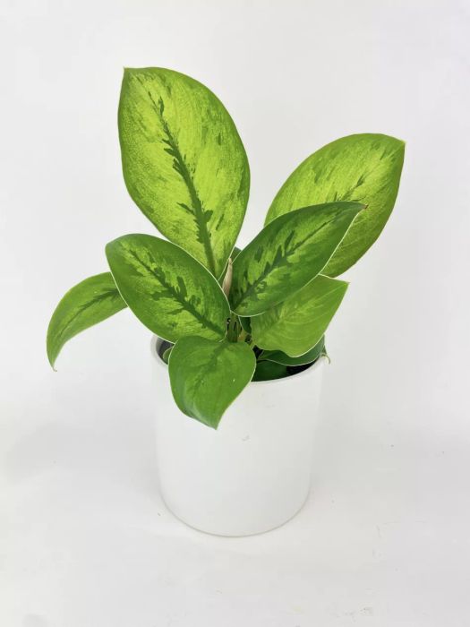 Homalomena Selby in a white pot