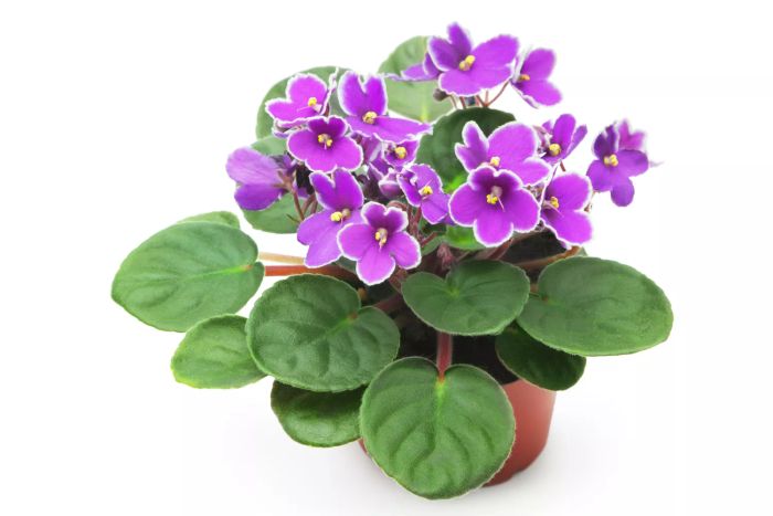 African violet in a vase.