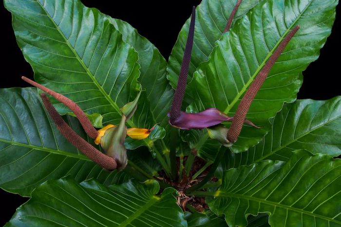 Most Popular House Plants 2022, Featuring Bird's Nest Anthurium with its glossy, large green leaves