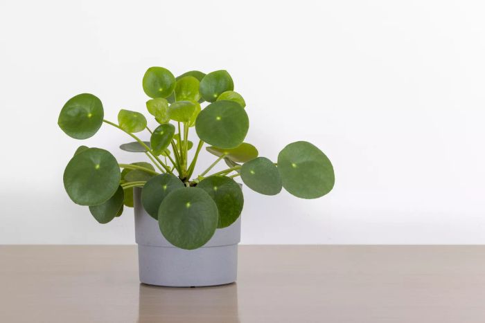 Pilea Peperomioides, a Chinese money plant, housed in a gray pot against a white wall.