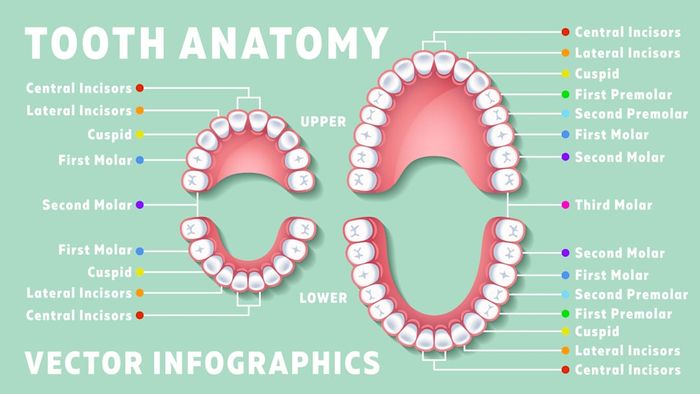 tooth diagram