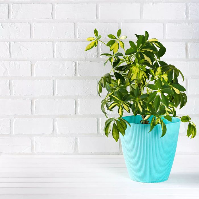 Umbrella tree plant
