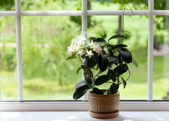 Indoor Jasmine Plant in a Pot on the Windowsill