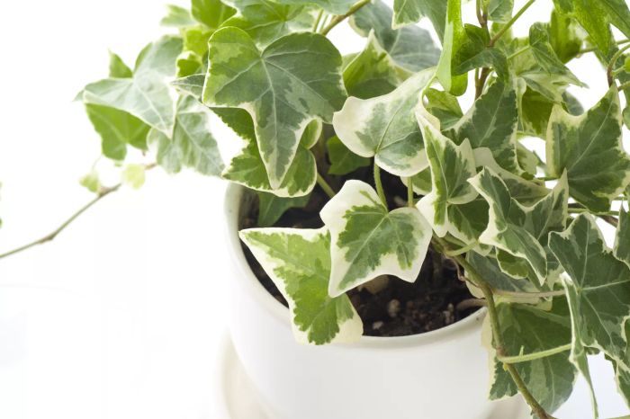 A lush green and white English ivy in a white pot on a neutral backdrop.