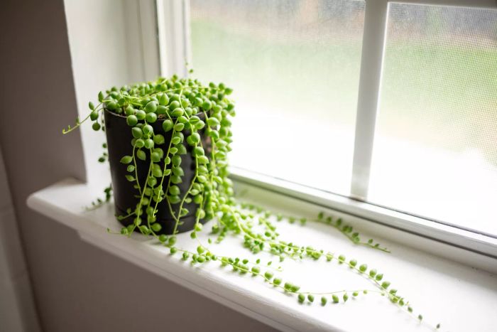 A string of pearls plant with long, trailing stems in a dark pot sitting on a white windowsill