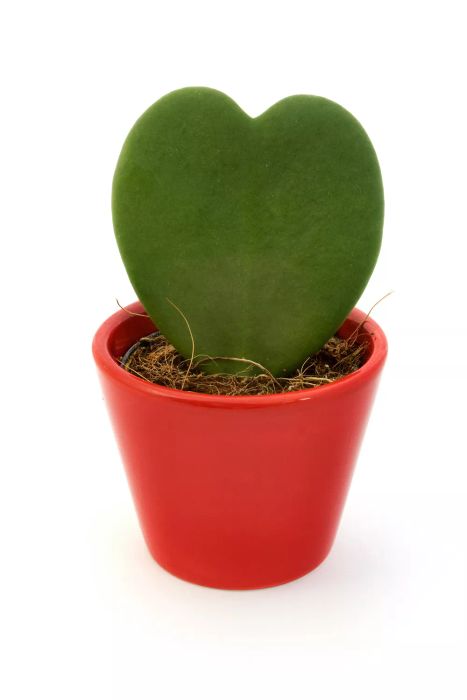 Sweetheart Plant, Hoya Kerrii