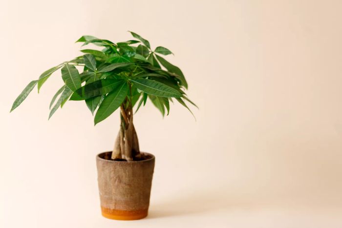 Money Tree