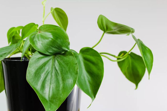 A small Heartleaf Philodendron (Philodendron hederaceum) in a black pot placed against a white wall.