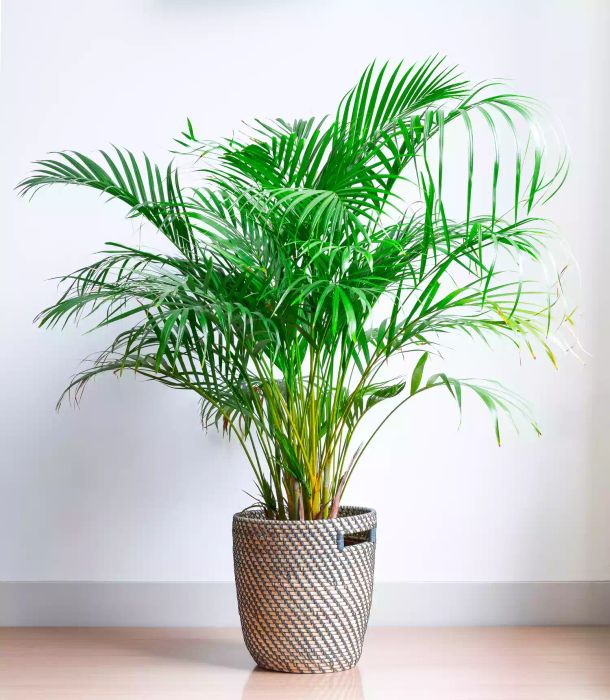Areca Palm Houseplant